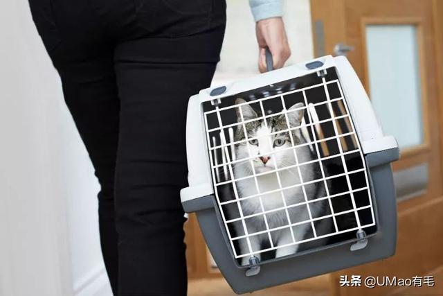 飞机托运猫咪流程，需要办理什么手续