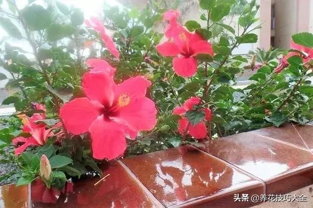四季开花的花卉，十种四季开花的花卉有哪些（俏丽多姿的花卉）