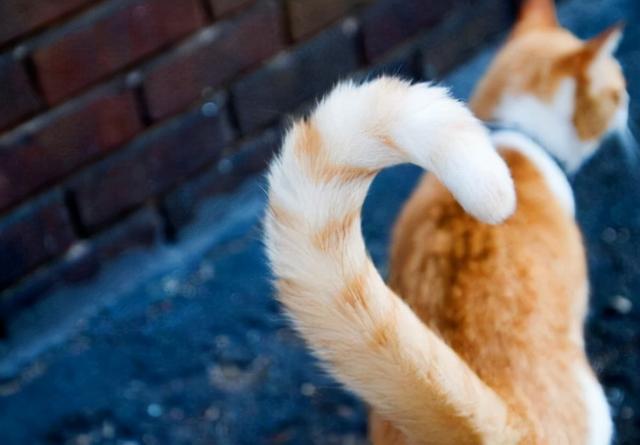 猫猫为啥会有皮肤病，猫猫疾病四你对猫猫的疾病知多少