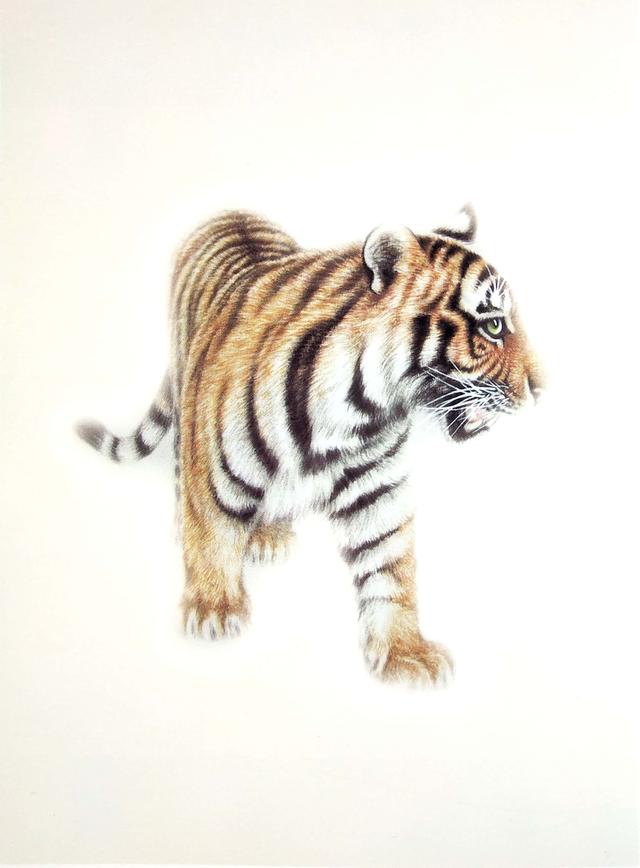 画虎怎么画才好，老虎画法-陈家明画虎