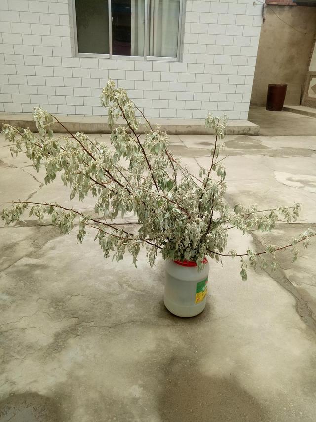 眼中的端午节，我们自己的端午节