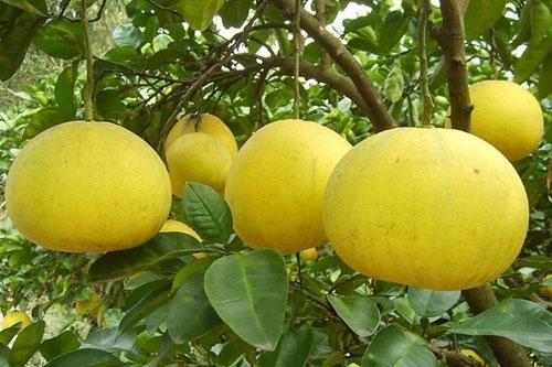 柚子类包括哪些，看果皮怎么区分它们