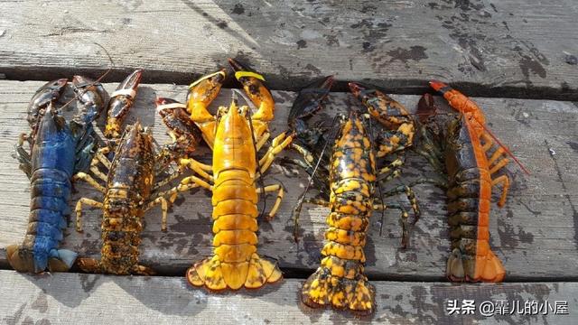 远古时代巨型龙虾，永葆青春真的不再是神话