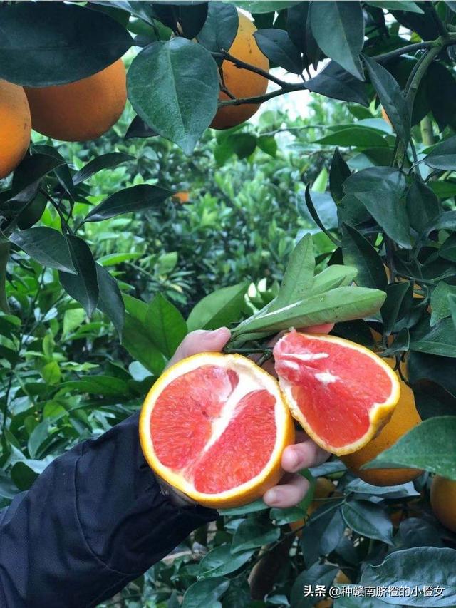 橙子和桔子的区别，橘桔柑橙傻傻分不清（橙橘柑桔的区别）