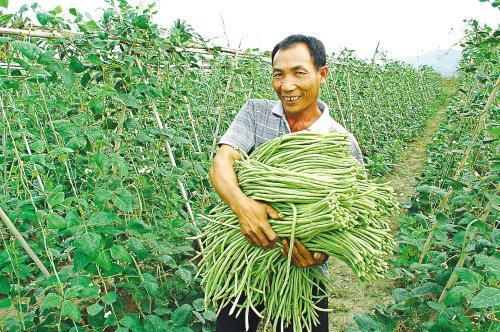 豆角什么时候种植最好，种豆角一般什么时候种植（现在种才长的又多又好）