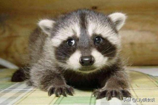 蝙蝠是保护动物吗，野生蝙蝠几级保护动物（除了穿山甲和蝙蝠）