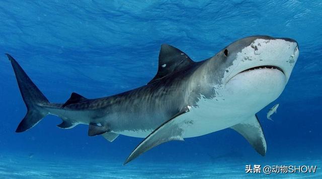 世界上最大的鱼有几种，你见过世界上最大的10种鱼吗