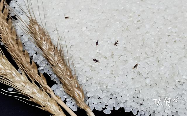 春天来了大米容易生，防止大米生虫的小妙招