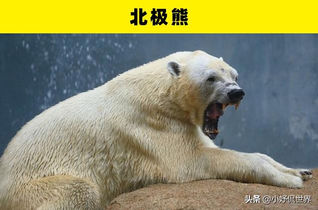 咬合力最强的动物，咬合力最强的12种动物（地球史上最强悍的生物——巨齿鲨）