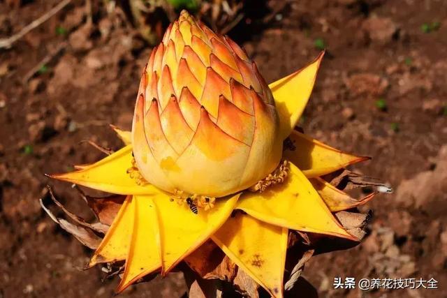 四季开花的花卉，十种四季开花的花卉有哪些（俏丽多姿的花卉）