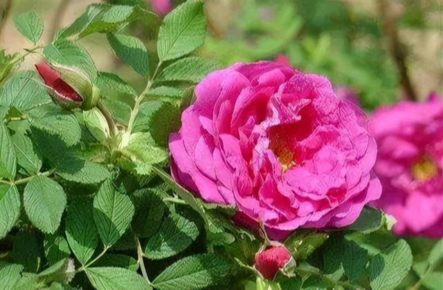 玫瑰与月季的区别，玫瑰和月季的主要区别（一篇文章告诉你它俩之间的差别）