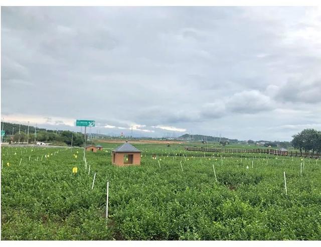 茉莉花茶的作用养护方法，茉莉花茶就是用茉莉花泡的