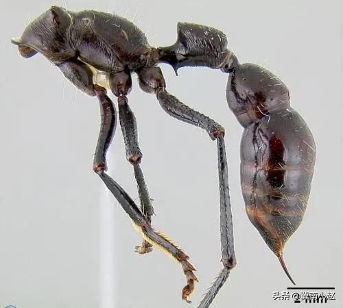 4种常见的可怕昆虫，世界上最毒的十大昆虫