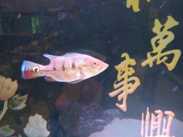 哪里的观赏鱼最便宜，多肉10元7盆、观赏鱼低至5角……普陀人最爱的“宝藏”市场“五一”等你来逛→