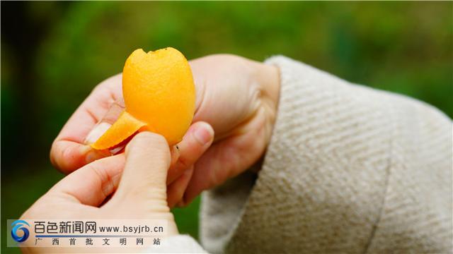 枇杷果种植产量及前景，广西凌云大果枇杷上市