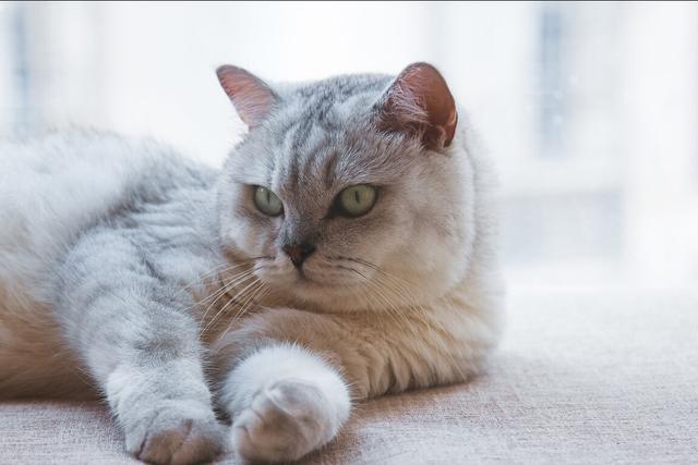 养猫的注意事项，养猫的注意事项大全（养猫专家告诉大家：猫咪的雷区）