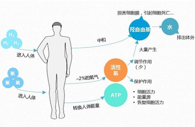 氧自由基形成的途径有哪些，自由基会影响黑色素的合成
