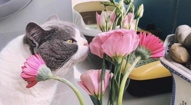 公猫绝育的最佳时间，关于猫咪绝育的最佳时间