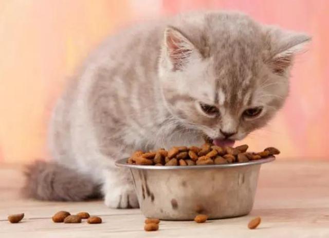 猫咪的尾巴竖起来是什么表现，猫咪像电线杆一样的尾巴可以给我们传递什么信息呢