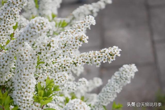 蔷薇月季的优缺点，家里来盆蔷薇花