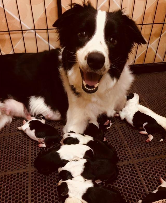 边牧犬的聪明程度介绍，边牧犬一生必定经过的阶段