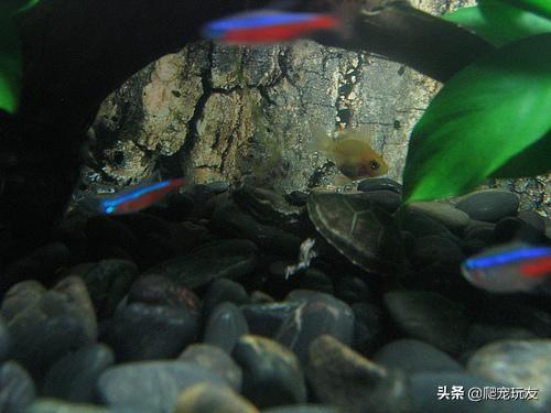 鱼和龟混养怎么喂食，掌握方法很重要鹭港相处没问题