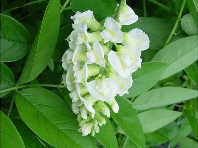 紫藤怎么养才能开花，不养一盆就太可惜了