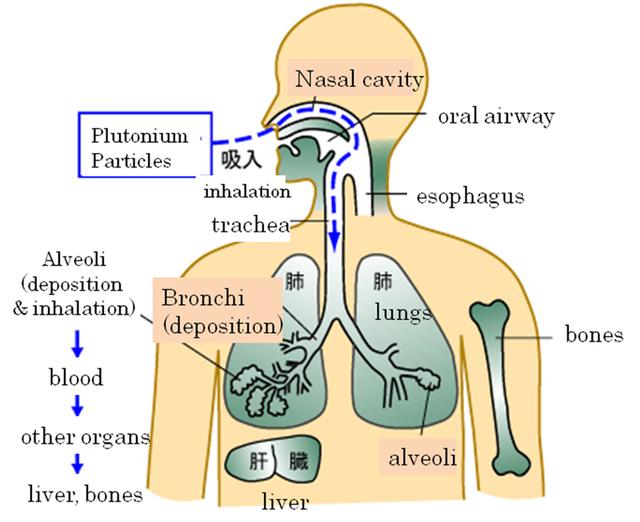 钚元素属于什么元素，细说放射性元素钚的由来和作用