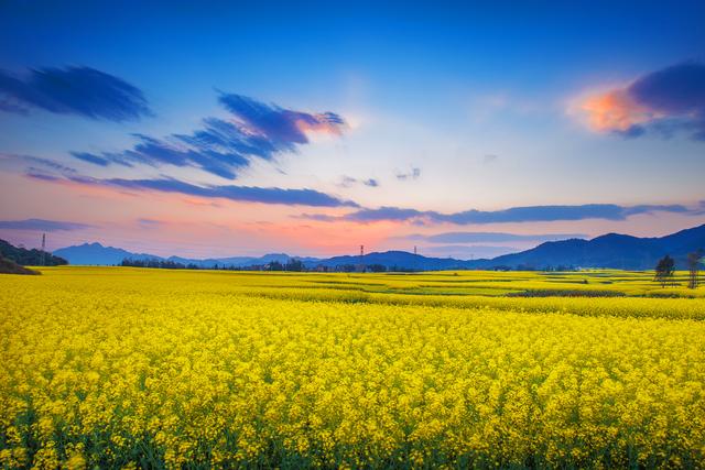 罗平油菜花最佳时间，去罗平看油菜花攻略