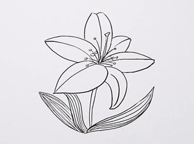 百合花怎么画简笔画，花卉简笔画教程