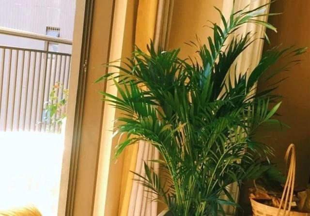 观叶植物的室内摆放，家里盆栽摆放有讲究