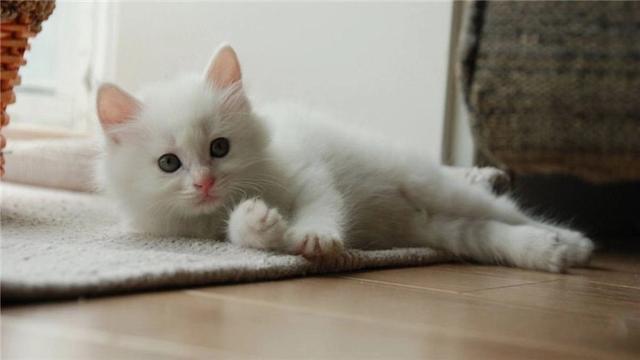 养猫的人容易得什么病，养猫容易得什么病（网友：我得了好几种病）