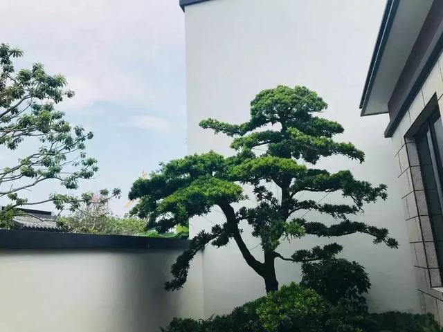 院子里种什么树可以招财进宝，5种树是院子里的