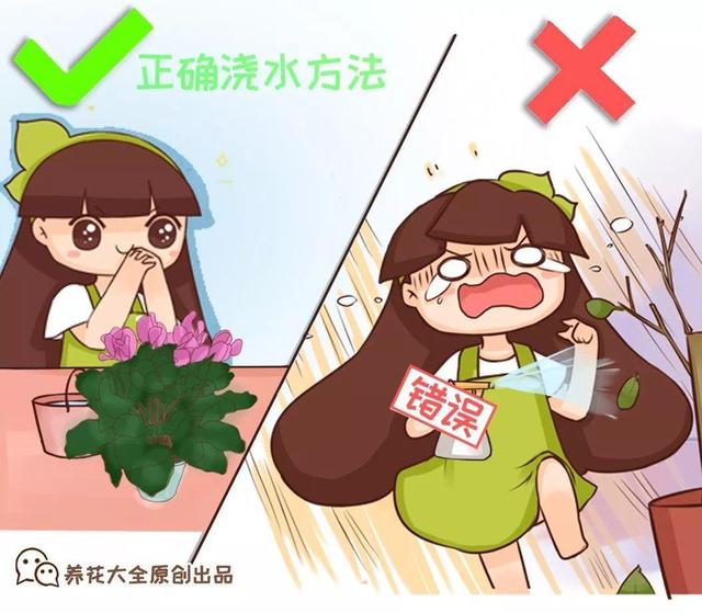 君子兰怎么浇水，君子兰正确浇水原则（这才是最正确的方法）