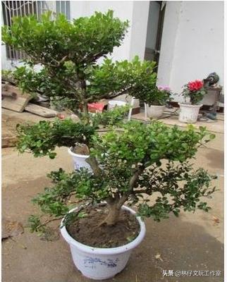 黄杨木盆景好处，黄杨木不仅是木雕良材