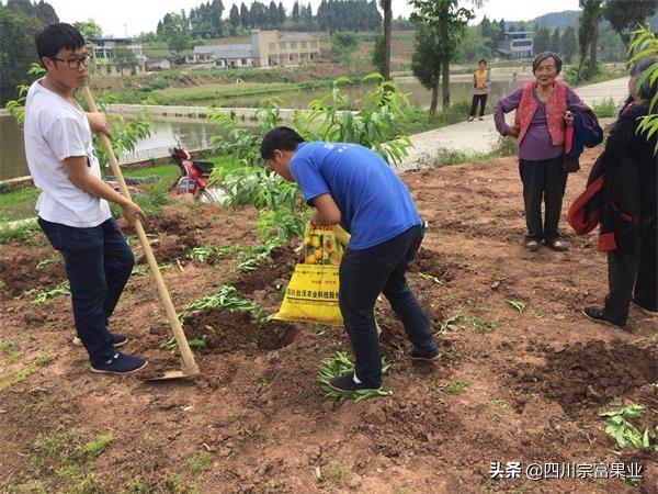 桃树全年施肥表，桃子树什么时候施肥