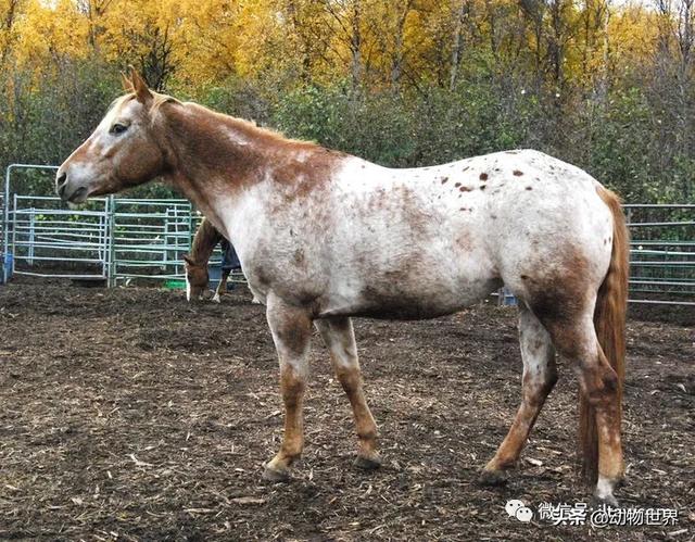 世界十大品种名马，世界上最强的五种马