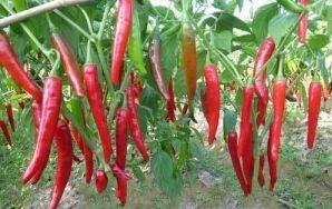 试菜技术大全，辣子百种争斗艳