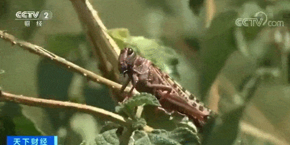 4种常见的可怕昆虫，世界上最毒的十大昆虫