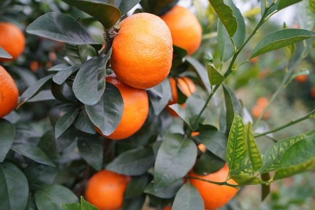 橘子橙子沃柑区别，水果界的新宠沃柑