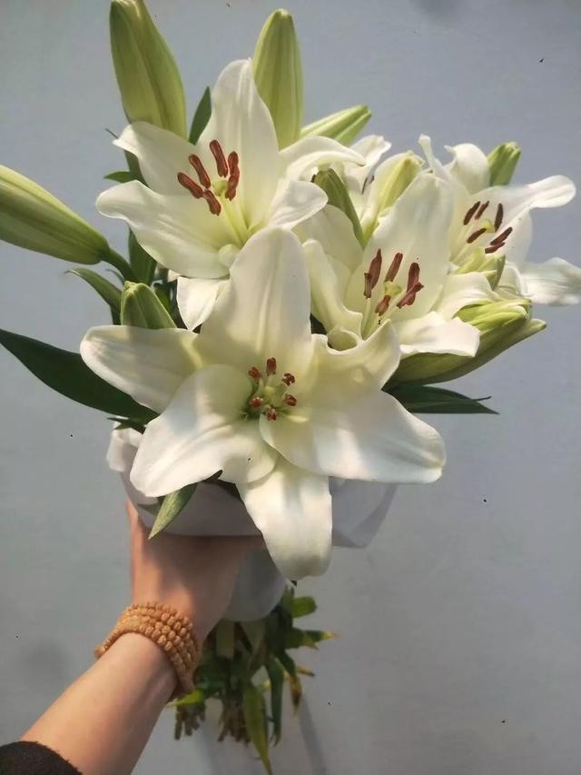 麝香百合开花后的养护，百合花期后的养护方法