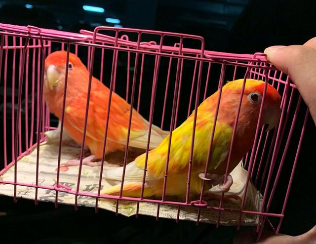 黄桃牡丹鹦鹉是什么样的，变异黄桃牡丹鹦鹉