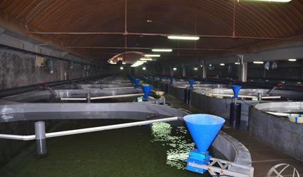 河豚是最常见却又最昂贵的东西，它到底生活在河里还是海里