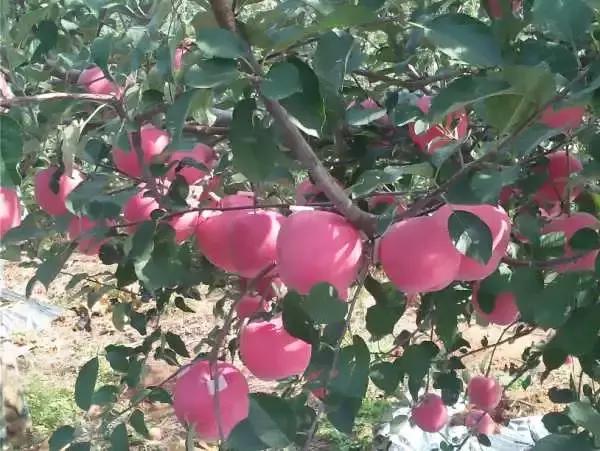 苹果树修剪口诀，果树剪枝顺口溜大全（果树修剪口诀）