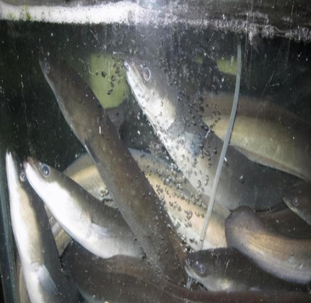 清蒸鲈鱼选哪一种鲈鱼，这3种鱼也很适合清蒸