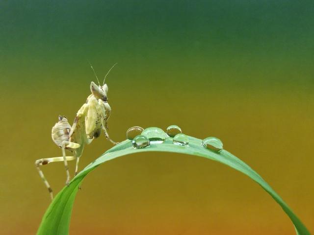 华为p30怎么样，华为p30拍照效果如何（2019年度TIPA大奖）