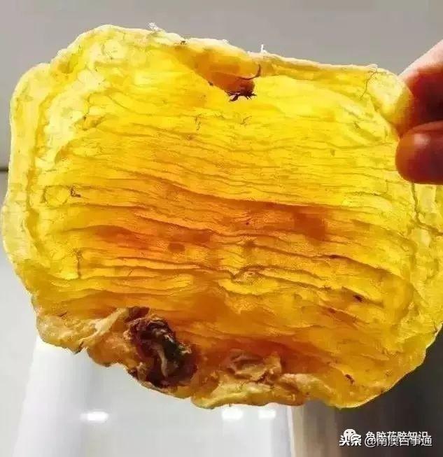 鱼胶哪种品种好，涨知识鱼胶种类大全