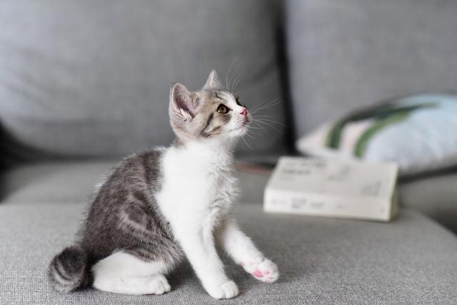 猫鼻支能治好吗，猫鼻支严重的时候能救过来吗