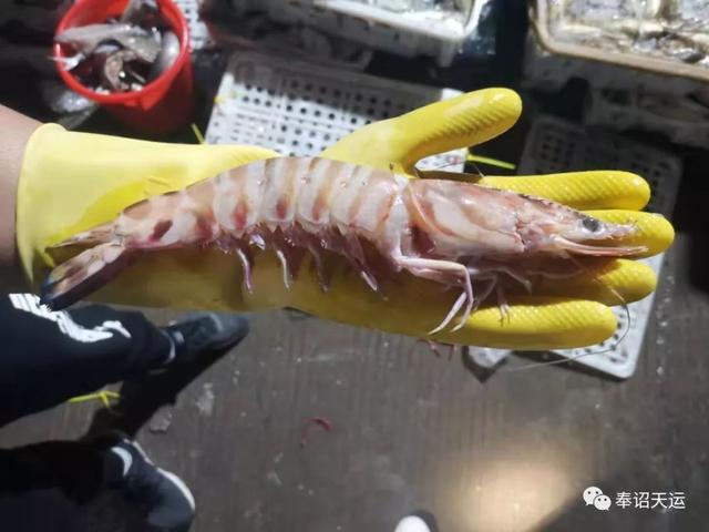 舌尖上的美食沙鳗，舌尖上的美味东海海鳗鱼