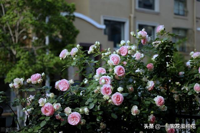 秋天有什么花容易养又好看，这20种花建议选几个